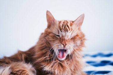 Kırmızı kedi ile açık ağız esneme