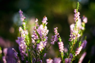 Yeşil çayır üzerinde çiçek açan kır çiçeği