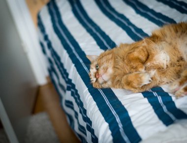 Kırmızı kedi kadar yalancı göbek