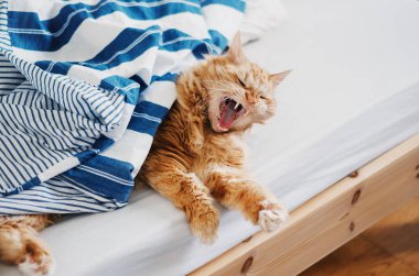 Kırmızı kedi ile açık ağız esneme