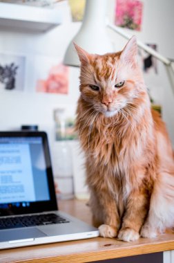 Bilgisayar masasında oturan kedi
