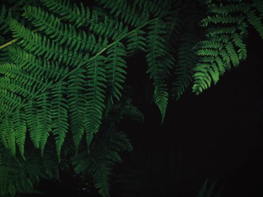 Fern süslü yeşil yaprakları
