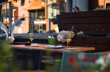 Martı plaka kalıntıları ile seyir 
