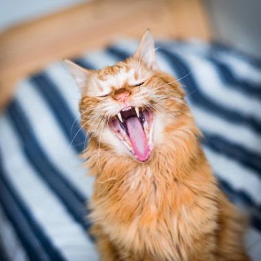 Kırmızı kedi ile açık ağız esneme