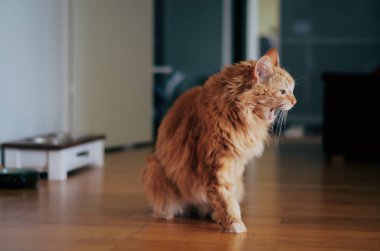 Ahşap katta oturan kırmızı kedi 