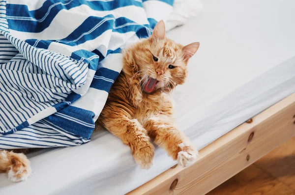 Piros, tátott szájjal Ásító macska — Stock Fotó