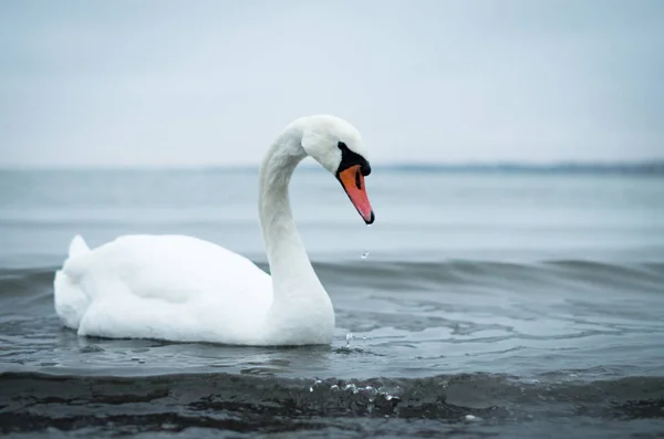 Nádherná bílá labuť plavající v moři — Stock fotografie