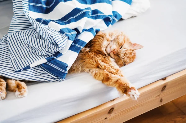 Close-up portrait of a fluffy ginger cat sleeping on a bed — Stock Photo, Image