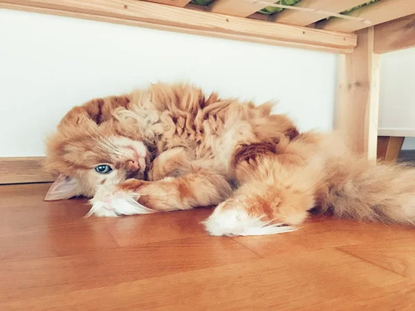 Cat lying on wooden floor — Stock Photo, Image