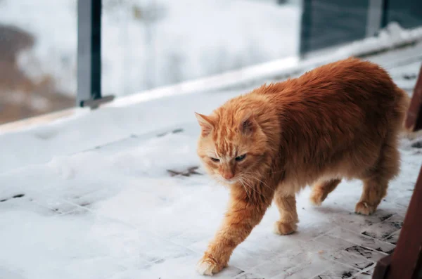 Kırmızı kedi açık havada yürüyüş