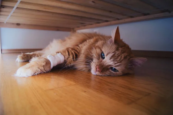 Kedi tahta zeminde yatıyor. — Stok fotoğraf
