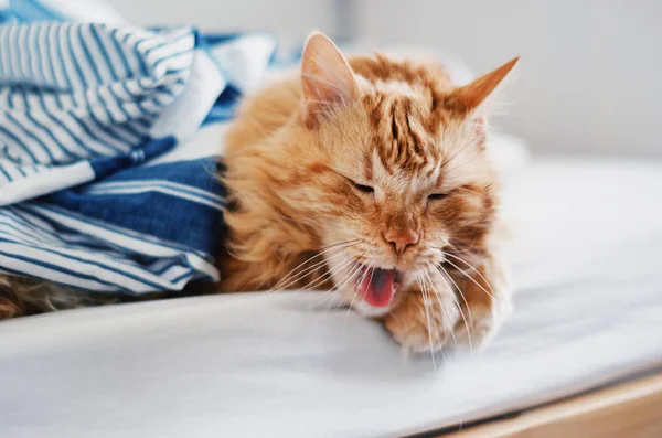 Red cat yawning with open mouth — Stock Photo, Image