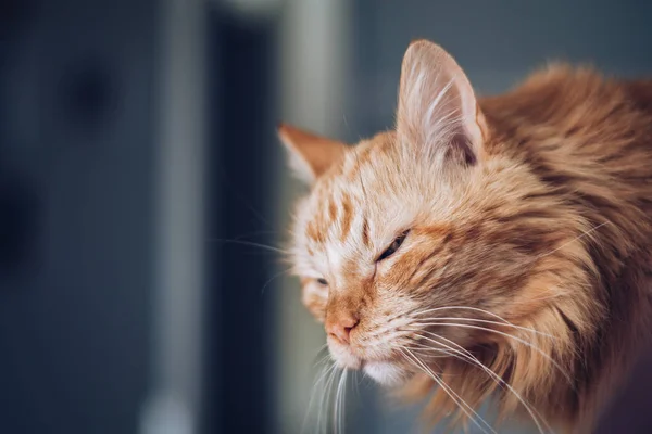 Bozal de gato rojo — Foto de Stock