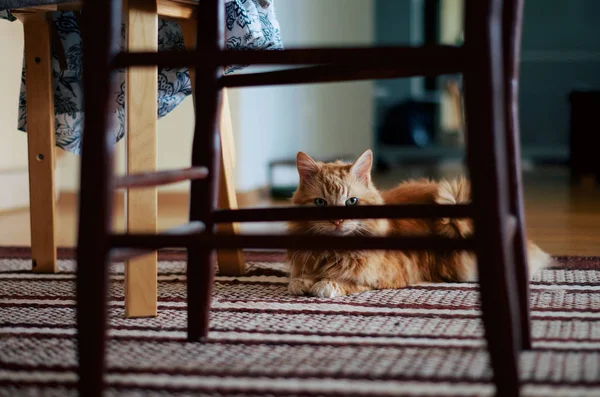 Ginger gato deitado em um tapete e espreitando através da cadeira para a câmera — Fotografia de Stock