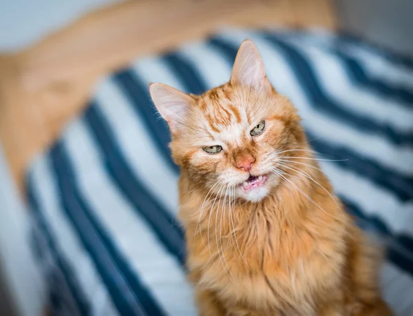 Red cat muzzle — Stock Photo, Image