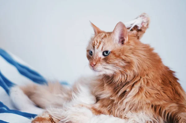 Красная кошка сидит на кровати — стоковое фото