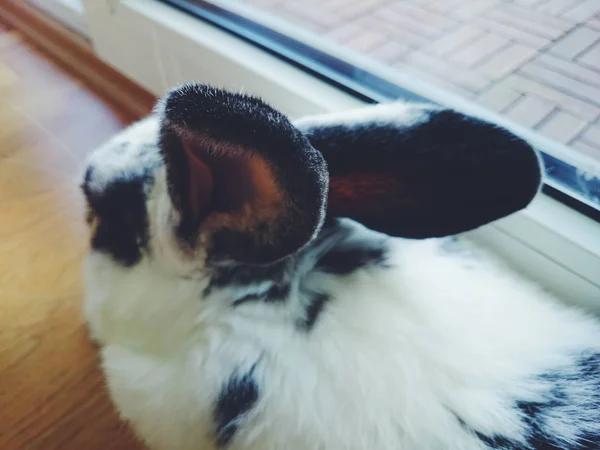 Крупный План Меховых Кроличьих Ушей — стоковое фото