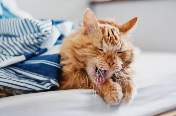 Kırmızı kedi ile açık ağız esneme