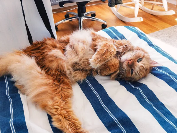 Vermelho gato deitado barriga para cima — Fotografia de Stock