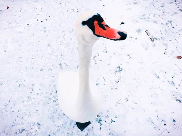 White swan looking at camera — Stock Photo, Image