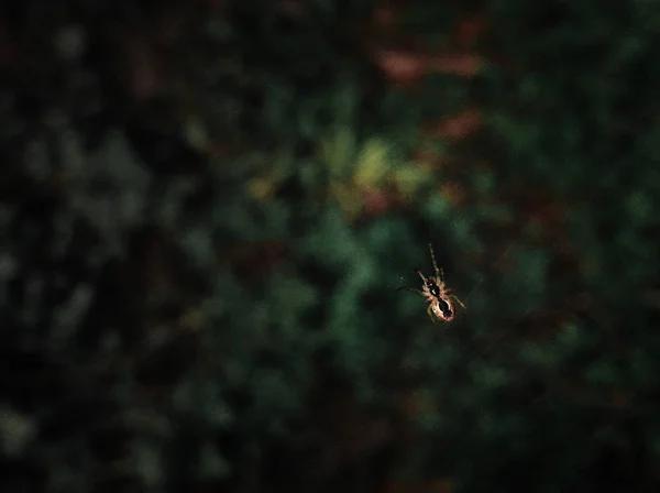 Spider spinning web — Stock Photo, Image