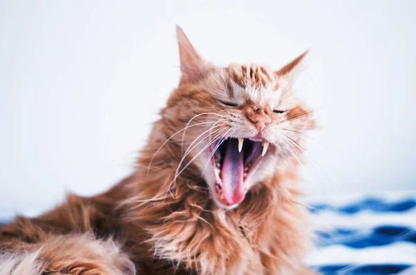 Rote Katze gähnt mit offenem Maul — Stockfoto