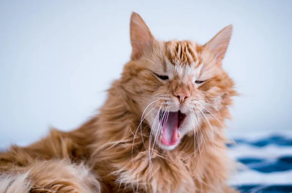 Gato vermelho bocejo com boca aberta — Fotografia de Stock