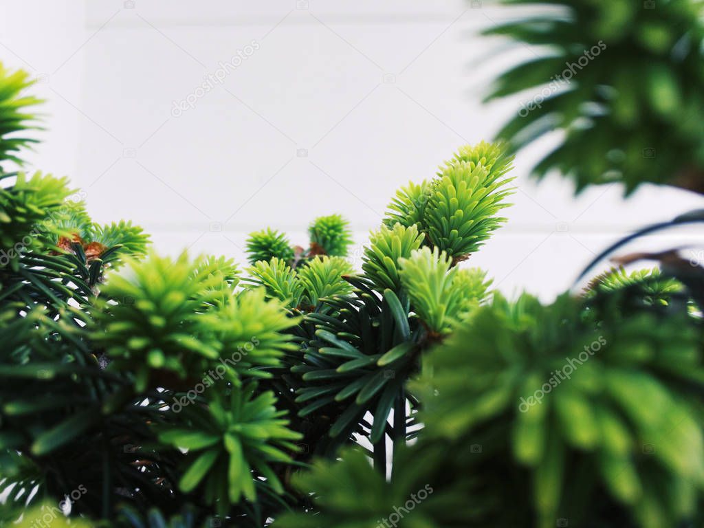 Branch with spruce needles