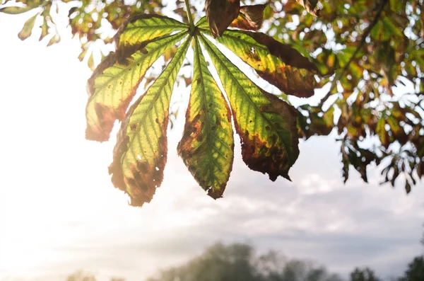 Пожовтіння каштановий листя — стокове фото