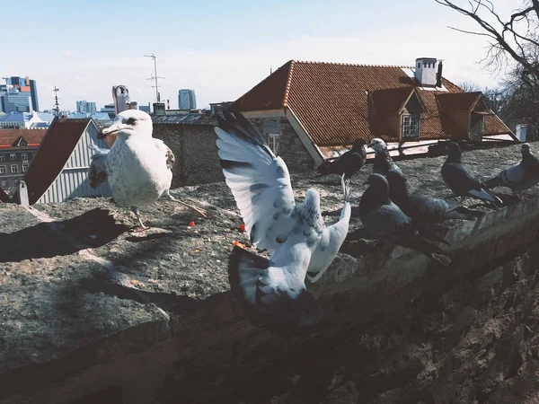 海鸥和鸽子在塔林老城为食物而战 — 图库照片