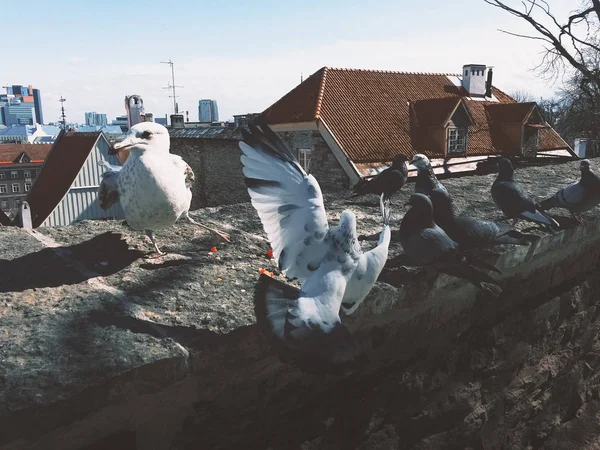 タリンの旧市街で食べ物のために戦うカモメとハト — ストック写真