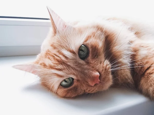 Retrato de um gato de gengibre — Fotografia de Stock