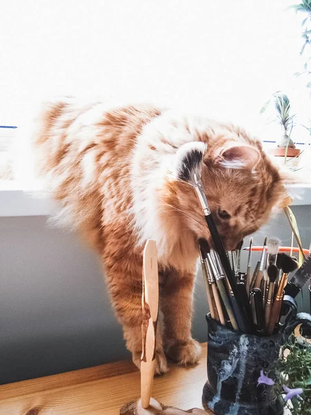 Ginger cat sniffing brushes — Stock Photo, Image