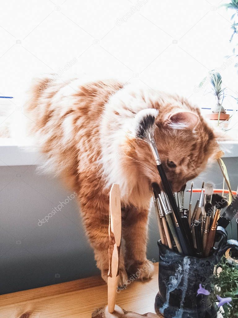 Ginger cat sniffing brushes