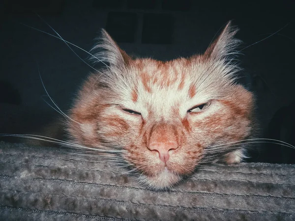 Retrato de um gato de gengibre — Fotografia de Stock
