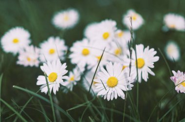 çiçek açan papatya çiçekler