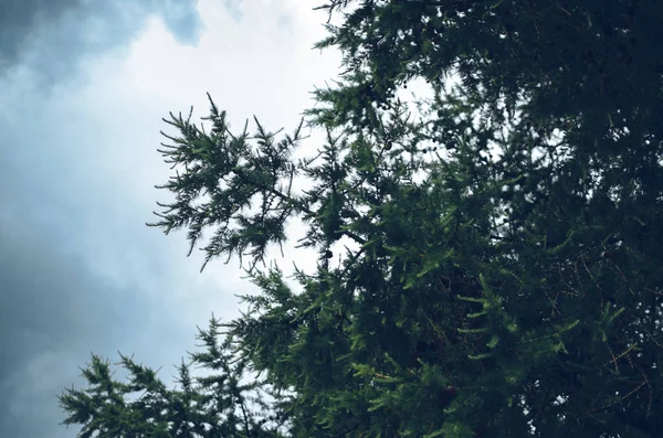 Below view of a larix tree — Stock Photo, Image