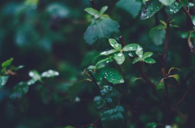 Yağmur damlacıkları yapraklarda