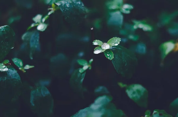 Σταγονίδια βροχής πάνω σε φύλλα — Φωτογραφία Αρχείου
