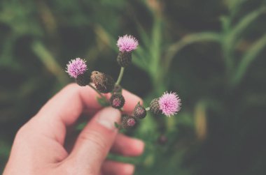 sürünen thistle