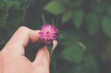 sürünen thistle