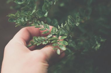 dalı küçücük yaprakları ile