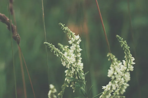 Planta florescente — Fotografia de Stock