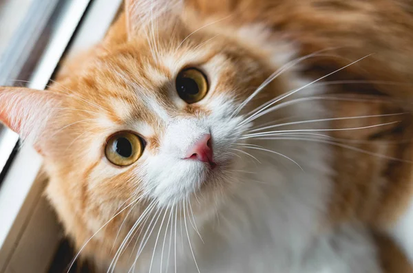 Cute ginger cat with a surprised face looking at camera.