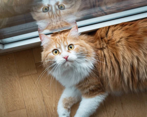 Hermoso Gato Jengibre Con Una Cara Sorprendida Mirando Cámara —  Fotos de Stock