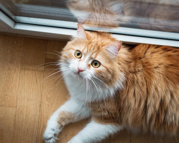 Hermoso Gato Jengibre Con Una Mirada Sorprendida —  Fotos de Stock