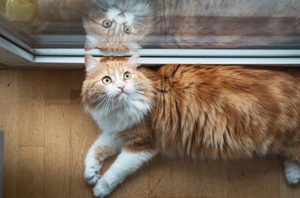 Красива Імбирна Кішка Здивованим Виглядом — стокове фото