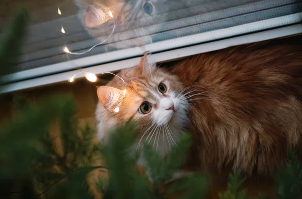 Вид Сверху Портрет Удивленной Милой Рыжей Кошки Лежащей Елкой — стоковое фото