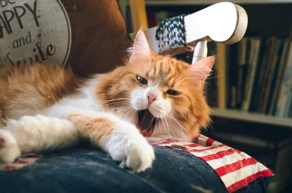 Очаровательная Сонная Рыжая Кошка Лежит Кресле Качалке Зевает Глядя Камеру — стоковое фото