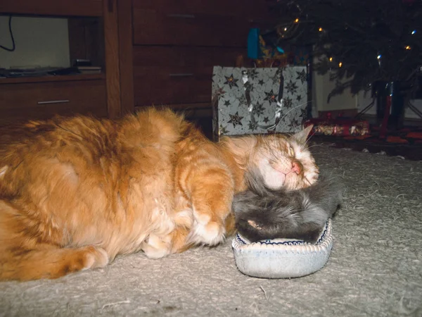 Entzückende Ingwerkatze genießt seinen Schlaf auf einem Pantoffel — Stockfoto